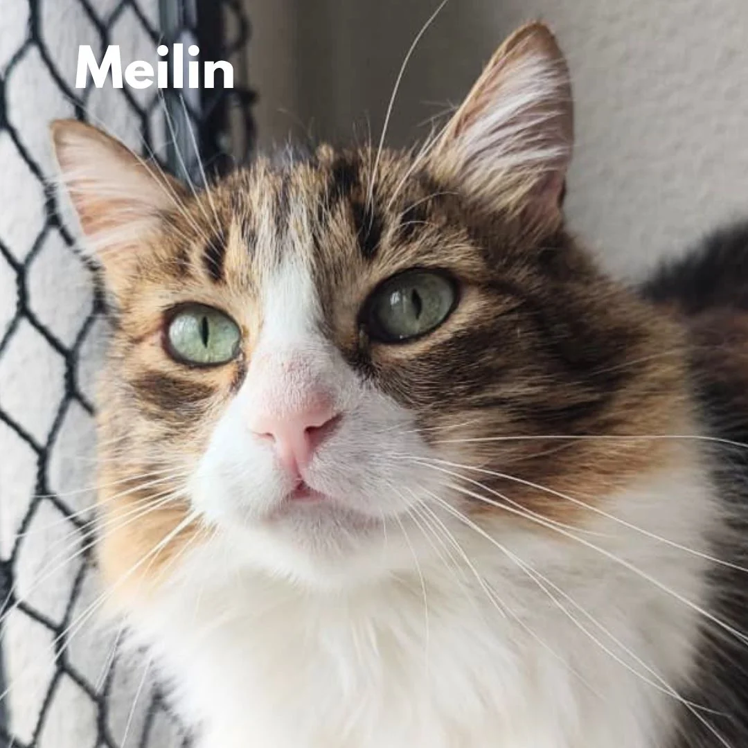 Meilin